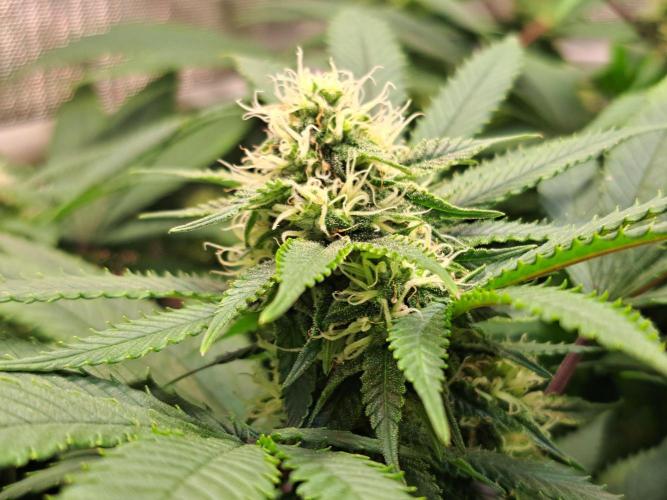 Sweet Cherry Pie by sweet seeds. Week 15 - Tag 28 der Blüte 