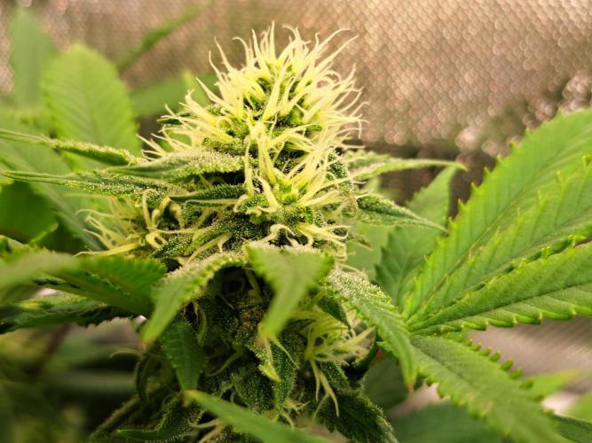 Sweet Cherry Pie by sweet seeds. Week 15