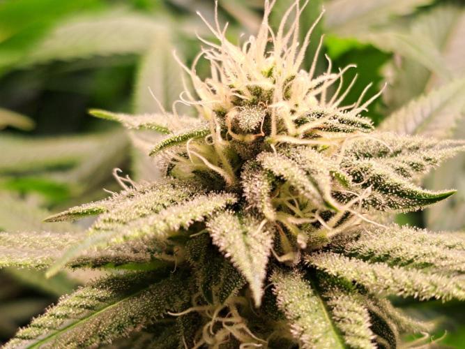 Big Bazooka - Anesia Seeds. Week 16 - Ende der 5. Blütewoche 