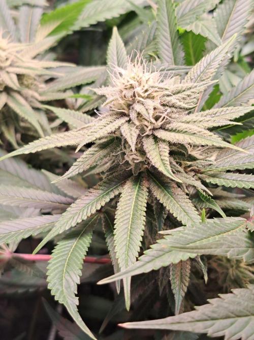 Big Bazooka - Anesia Seeds. Week 16