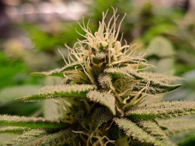 Big Bazooka - Anesia Seeds. Week 16