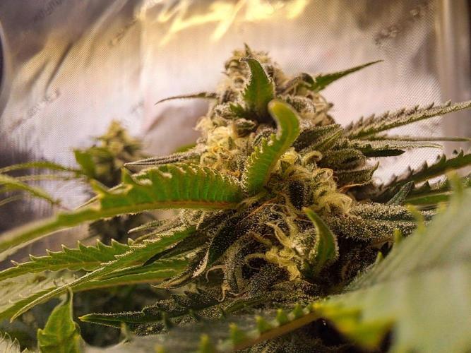 Sleepy Joe - Anesia Seeds. Week 16