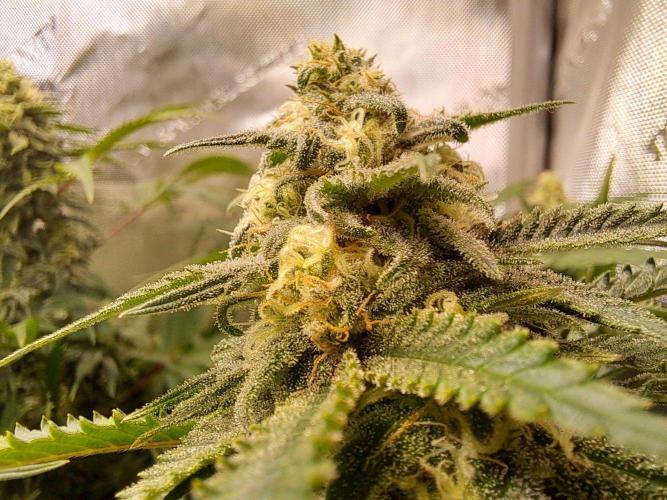 Sleepy Joe - Anesia Seeds. Week 16