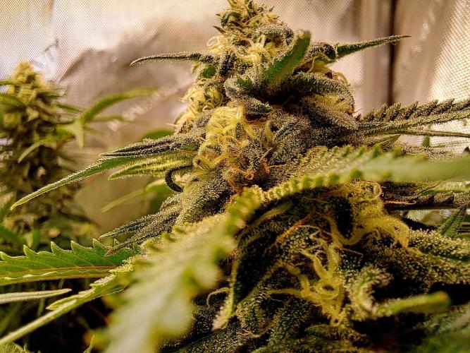 Sleepy Joe - Anesia Seeds. Week 16