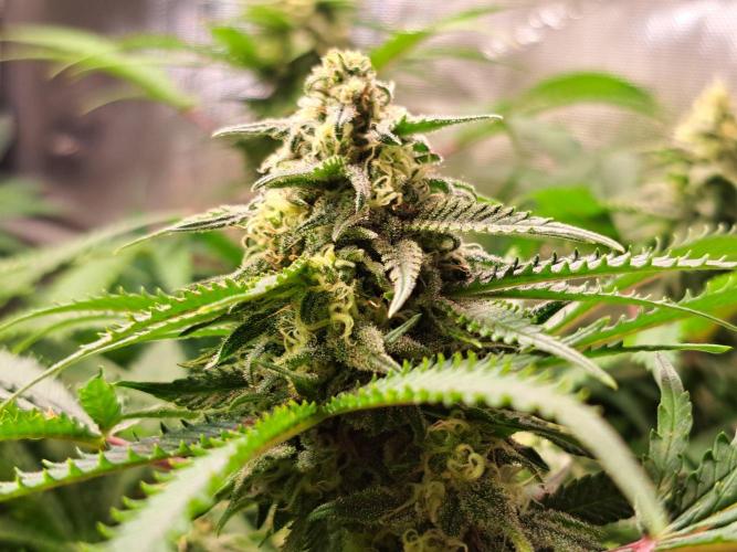 Sleepy Joe - Anesia Seeds. Week 16 - Tag 35