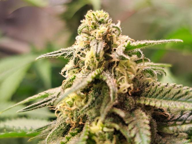 Sleepy Joe - Anesia Seeds. Week 16