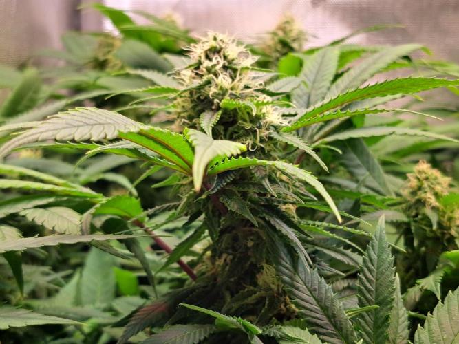 Sweet Cherry Pie by sweet seeds. Week 16 - Tag 35