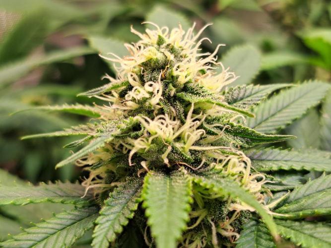 Sweet Cherry Pie by sweet seeds. Week 16