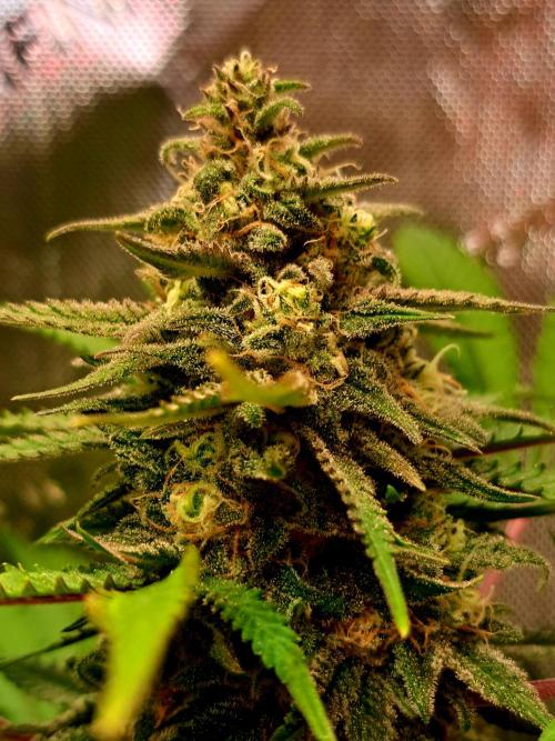 Sleepy Joe - Anesia Seeds. Week 17 - Blütetag 42