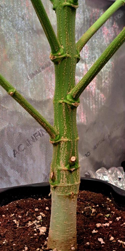 Sleepy Joe - Anesia Seeds. Week 17