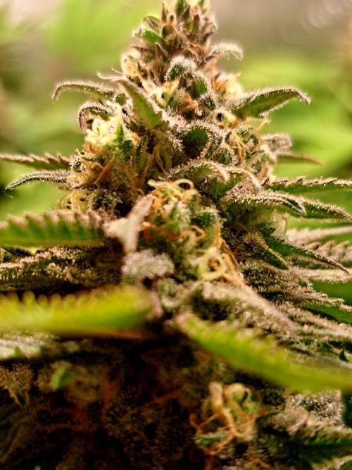 Sleepy Joe - Anesia Seeds. Week 17