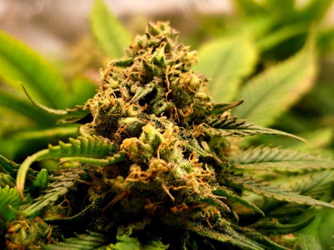 Sweet Cherry Pie by sweet seeds. Week 17