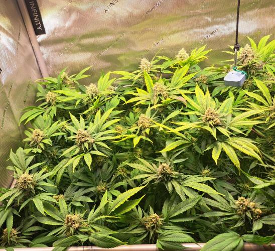 Sweet Cherry Pie by sweet seeds. Week 17