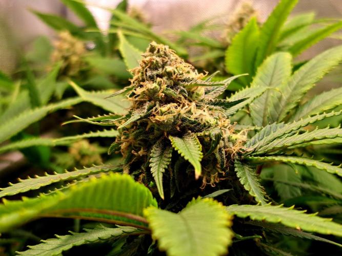 Sweet Cherry Pie by sweet seeds. Week 17