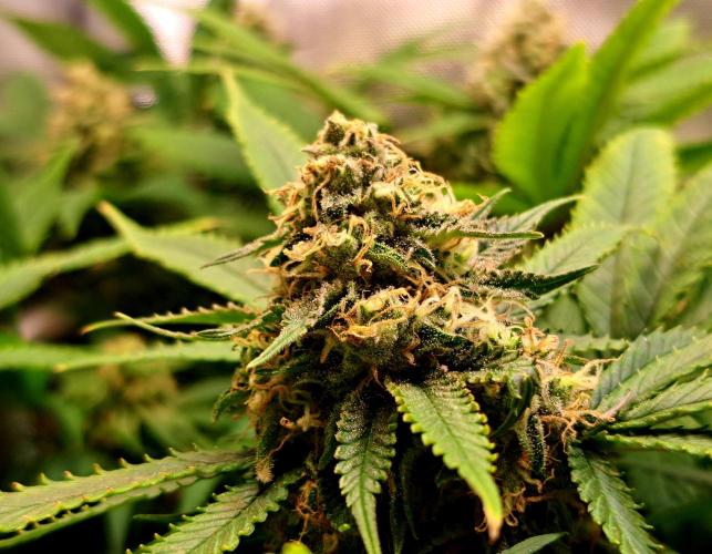 Sweet Cherry Pie by sweet seeds. Week 17