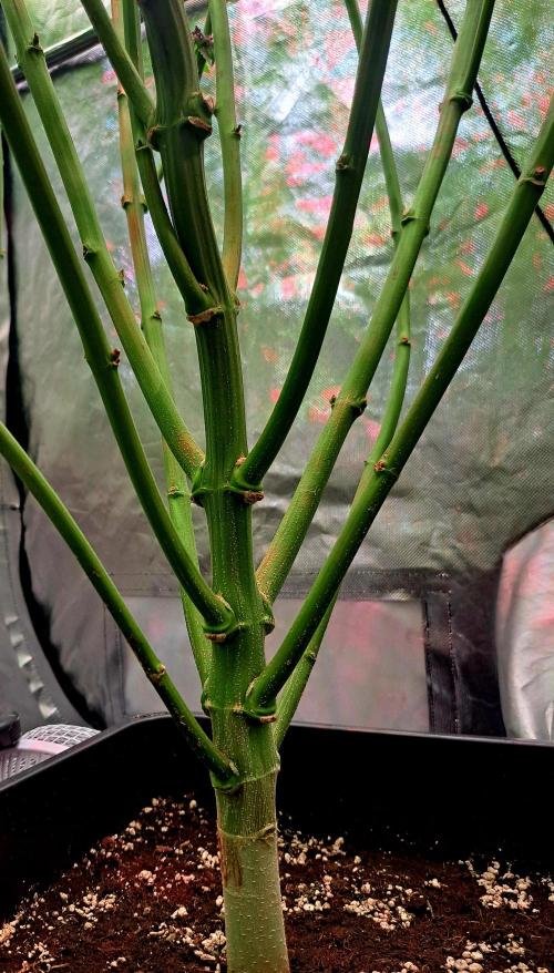 Red Hot Cookies by sweet seeds. Week 16