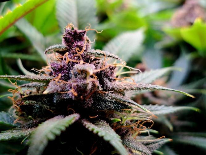 Red Hot Cookies by sweet seeds. Week 16