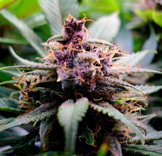 Red Hot Cookies by sweet seeds. Week 16 - Tag 42