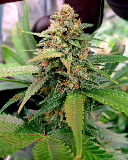 Papaya Zoap by Sweet Seeds. Week 17 - Tag 42 der Blüte