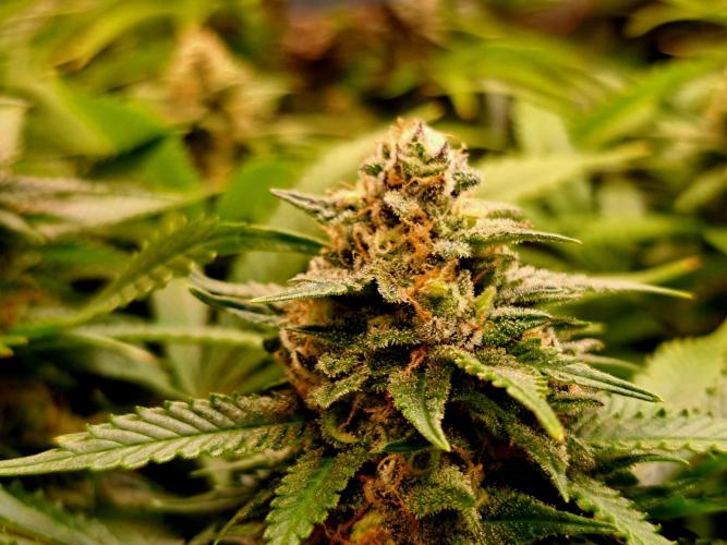 Papaya Zoap by Sweet Seeds. Week 17