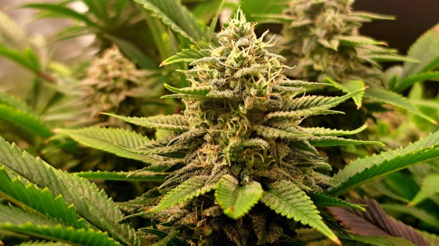 Frozen cherry runtz - Growers Choice. Week 17