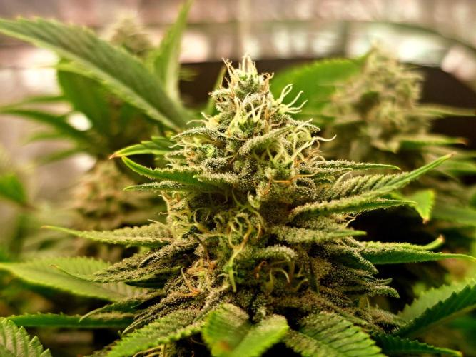 Frozen cherry runtz - Growers Choice. Week 17