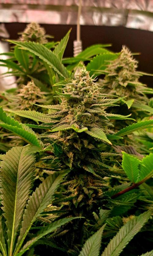 Frozen cherry runtz - Growers Choice. Week 17 - Blütetag 42