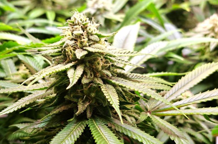 Big Bazooka - Anesia Seeds. Week 17 - Blütetag 42