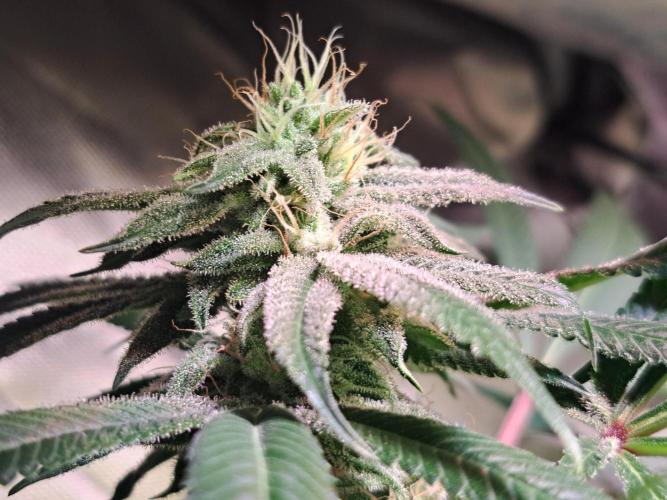 Big Bazooka - Anesia Seeds. Week 17