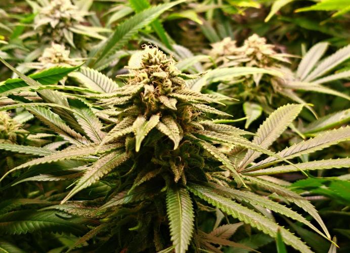 Big Bazooka - Anesia Seeds. Week 17