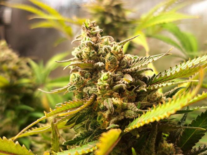 Sleepy Joe - Anesia Seeds. Week 18