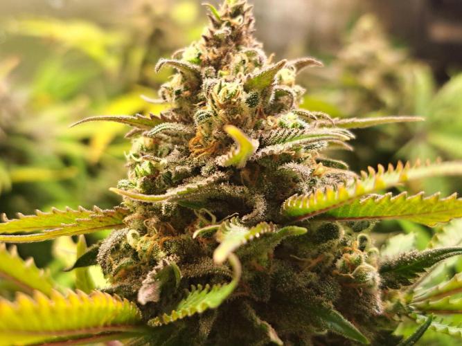 Sleepy Joe - Anesia Seeds. Week 18