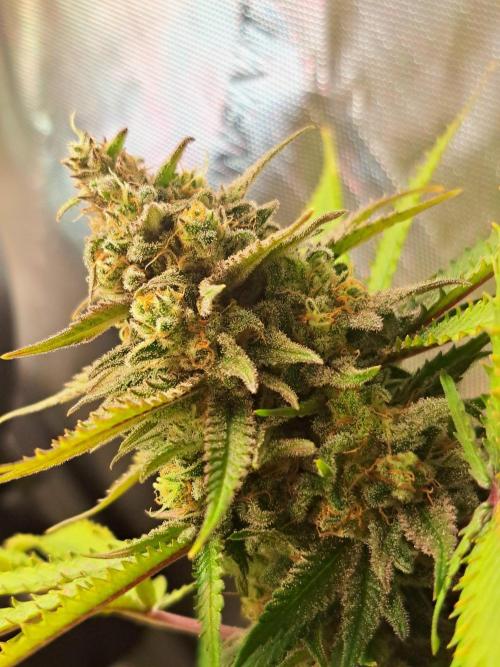 Sleepy Joe - Anesia Seeds. Week 18 - Blüte Tag 49