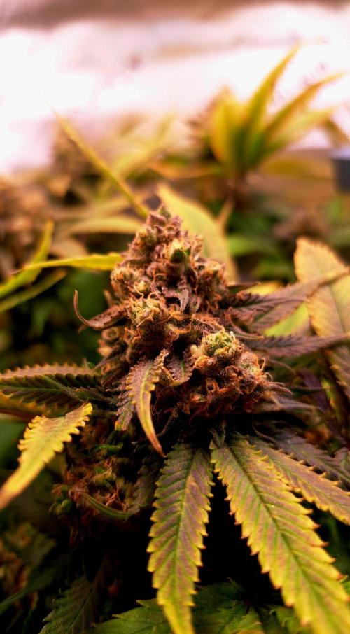 Sweet Cherry Pie by sweet seeds. Week 18