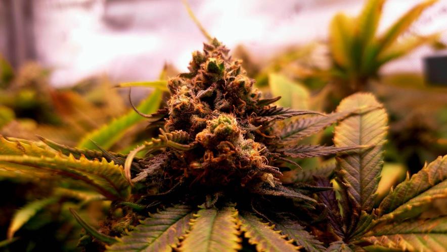 Sweet Cherry Pie by sweet seeds. Week 18 - Tag 49 der Blüte