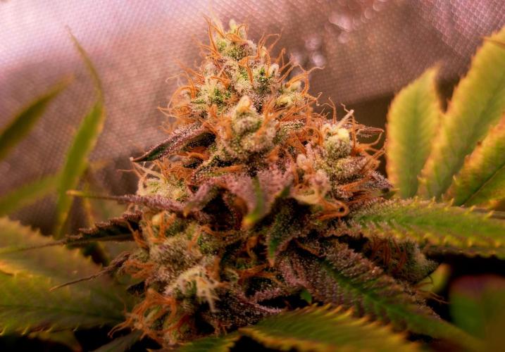 Sweet Cherry Pie by sweet seeds. Week 18