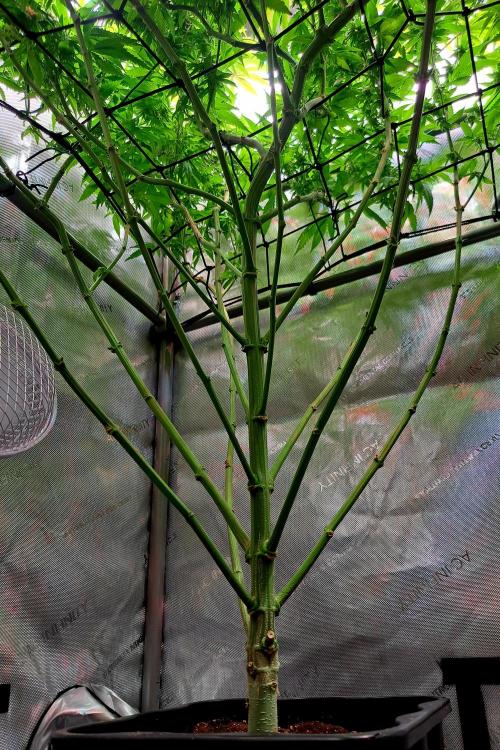 Sweet Cherry Pie by sweet seeds. Week 18