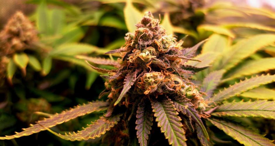 Sweet Cherry Pie by sweet seeds. Week 18