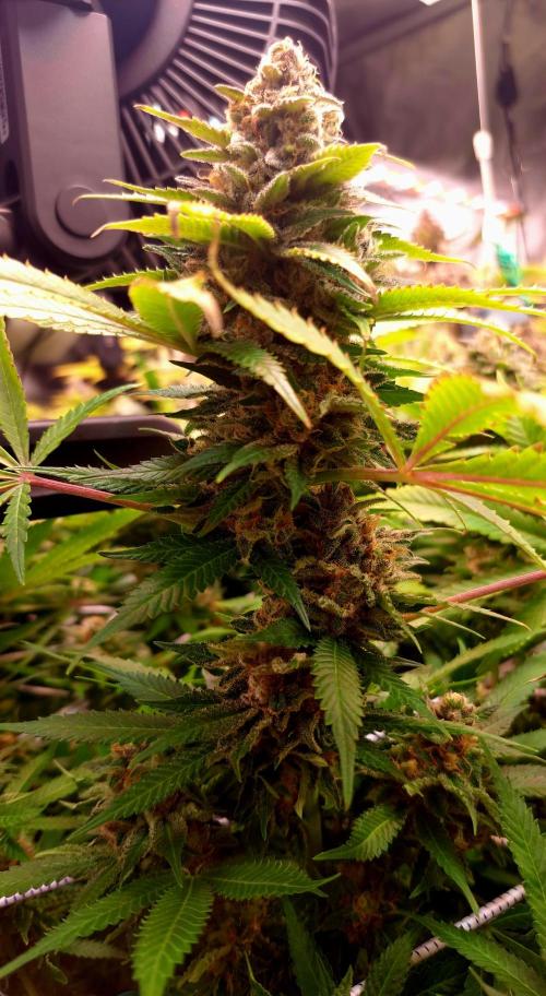 Papaya Zoap by Sweet Seeds. Week 18