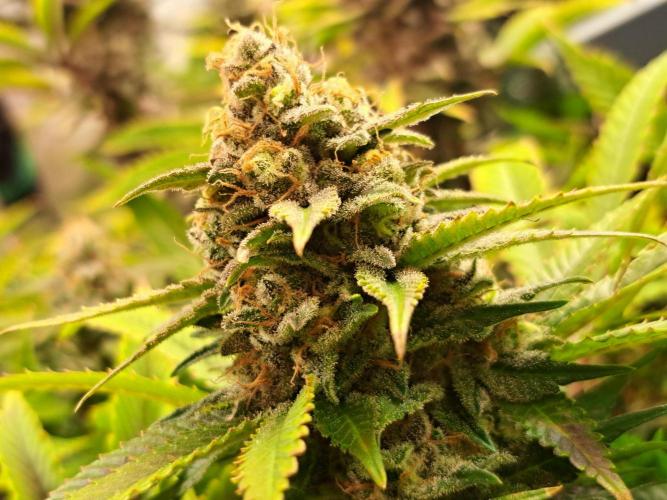 Papaya Zoap by Sweet Seeds. Week 18 - Tag 49 Blüte 
