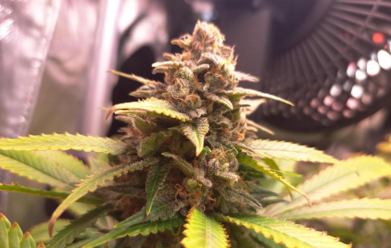 Papaya Zoap by Sweet Seeds. Week 18