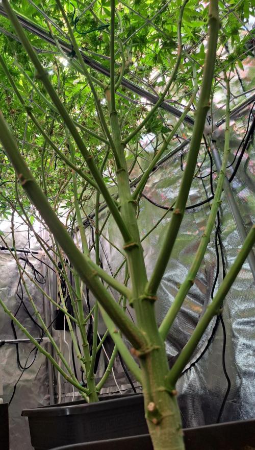 Papaya Zoap by Sweet Seeds. Week 18