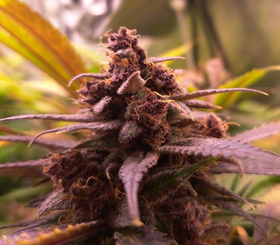 Red Hot Cookies by sweet seeds. Week 18