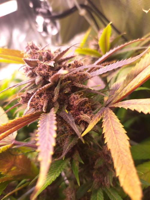 Red Hot Cookies by sweet seeds. Week 18