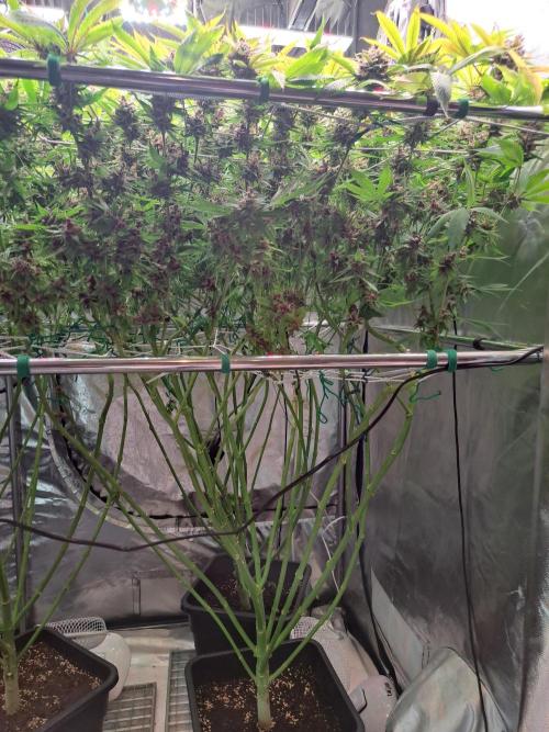 Red Hot Cookies by sweet seeds. Week 18