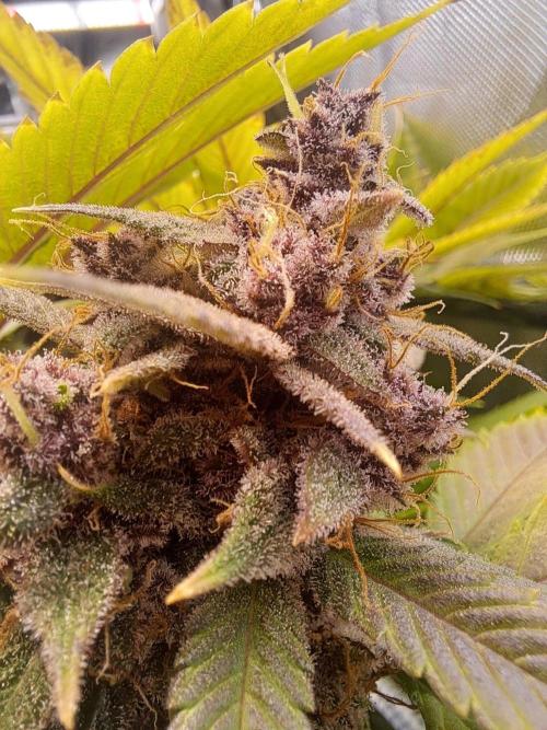 Red Hot Cookies by sweet seeds. Week 18