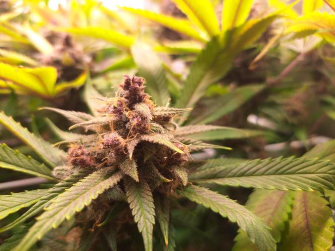 Red Hot Cookies by sweet seeds. Week 18