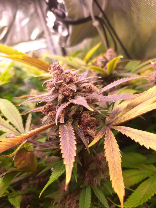 Red Hot Cookies by sweet seeds. Week 18