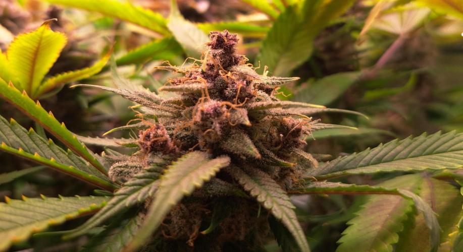 Red Hot Cookies by sweet seeds. Week 18