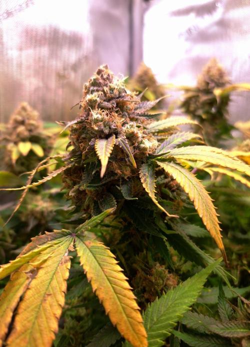 Sweet Cherry Pie by sweet seeds. Week 20